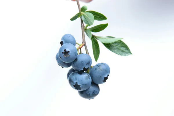 blueberries